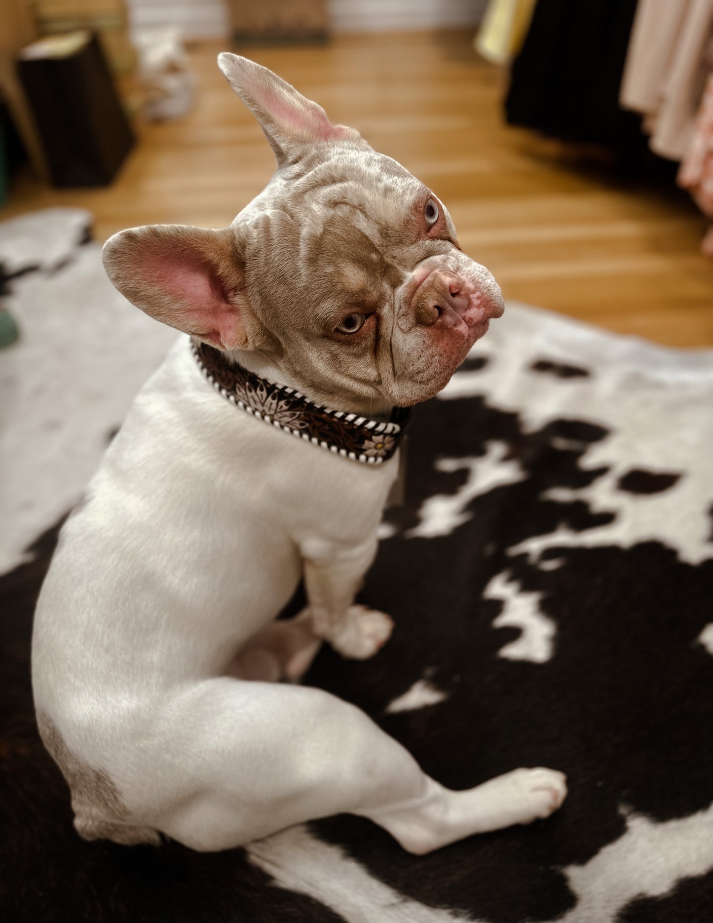 Oxy Daisy Hand-Tooled Leather Dog Collar